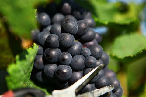 Champagne A.Chauvet, Tours-sur-Marne, Montagne de Reims