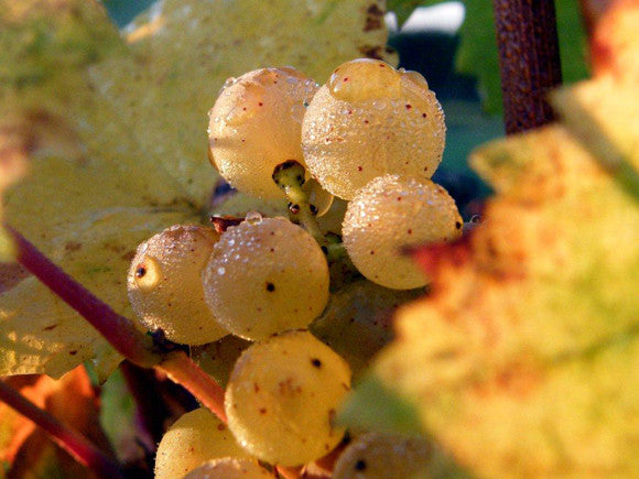 Domaine Bonnardot, Hautes Côtes de Nuits, Côte d'Or