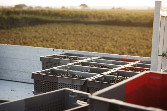 Domaine Tawse/Maume, Côte de Nuits, Côte d'Or