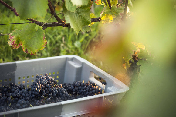Domaine Tawse/Maume, Côte de Nuits, Côte d'Or