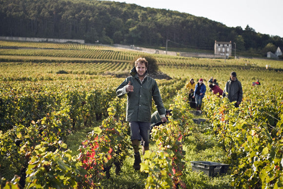 Domaine Tawse/Maume, Côte de Nuits, Côte d'Or