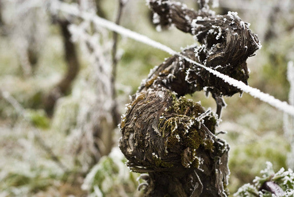 Domaine Tawse/Maume, Côte de Nuits, Côte d'Or