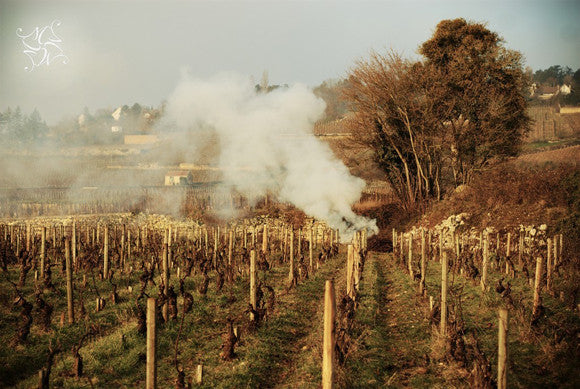 Domaine Tawse/Maume, Côte de Nuits, Côte d'Or