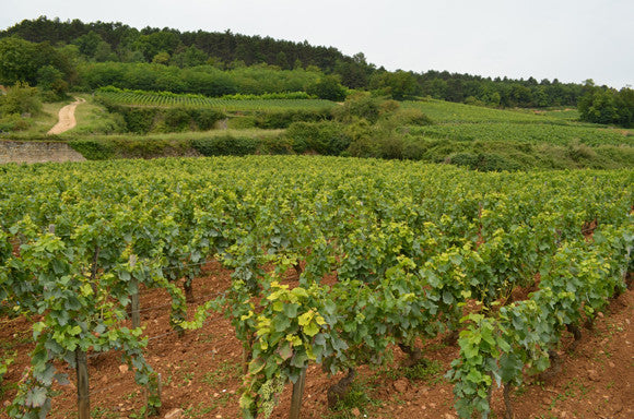 Domaine Tawse/Maume, Côte de Nuits, Côte d'Or