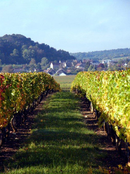 Domaine Bonnardot, Hautes Côtes de Nuits, Côte d'Or