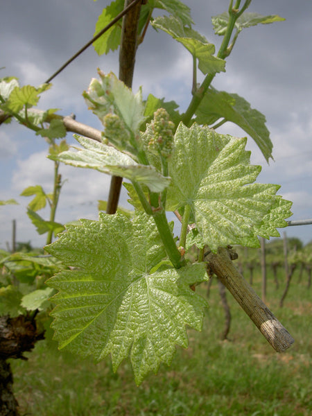 Domaine Bonnardot, Hautes Côtes de Nuits, Côte d'Or