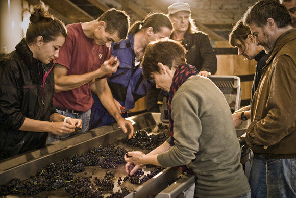 Domaine Tawse/Maume, Côte de Nuits, Côte d'Or