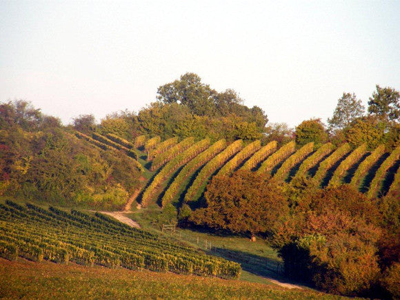 Domaine des Chambris, Hautes Côtes de Nuits, Côte d'Or