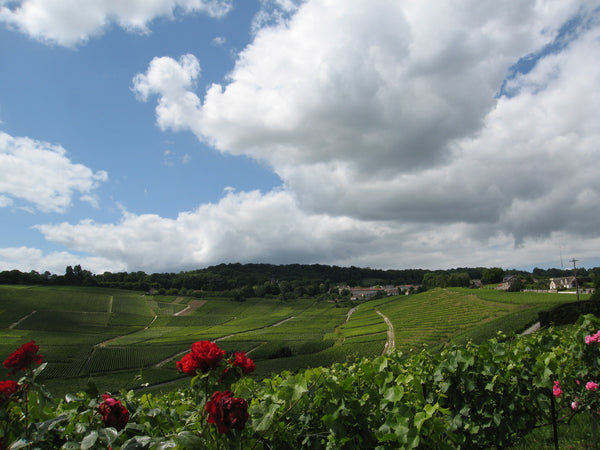 Champagne Marion-Bosser, Hautvillers, Vallée de la Marne
