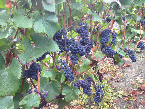 Champagne Marion-Bosser, Hautvillers, Vallée de la Marne