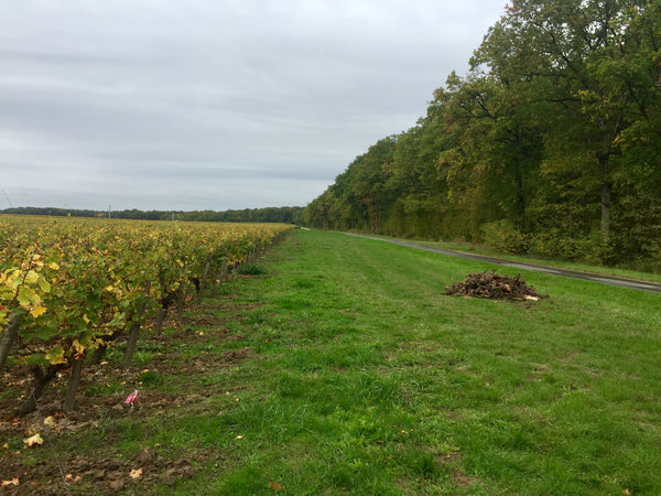 Domaine Lecomte, Quincy