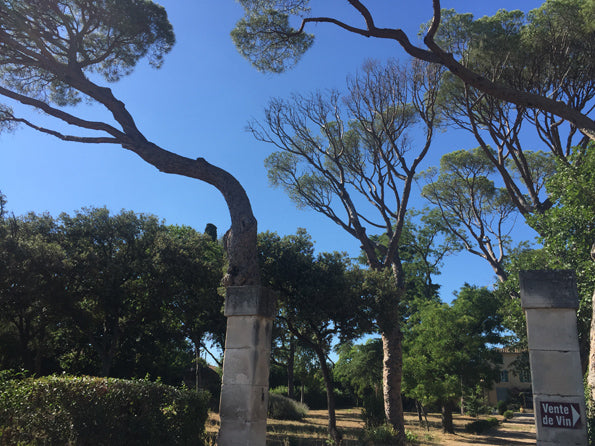 Domaine Grange des Moines / Costieres de Nimes