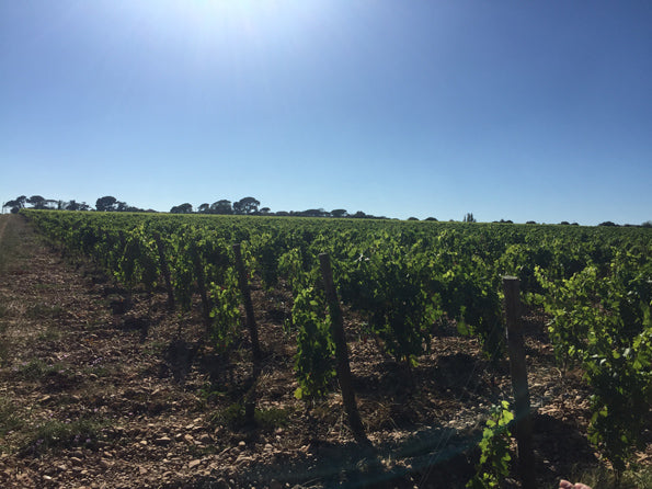 Domaine Grange des Moines / Costieres de Nimes
