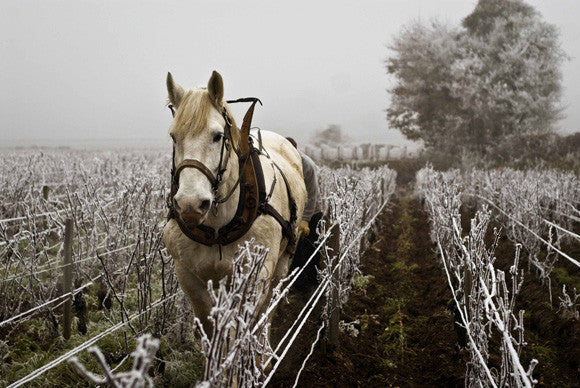 Domaine Tawse/Maume, Côte de Nuits, Côte d'Or