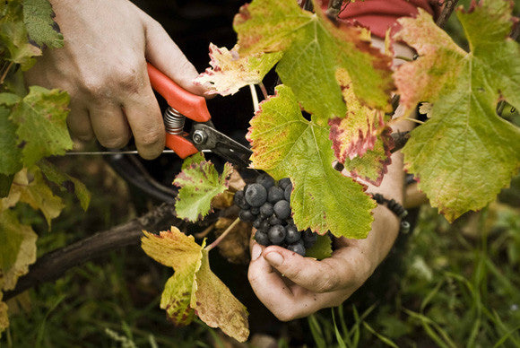 Domaine Tawse/Maume, Côte de Nuits, Côte d'Or
